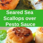 Seared Sea Scallops over Pesto Sauce served on a white dinner plate.