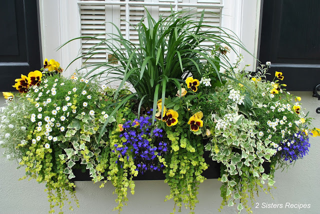 A view of a beautiful window box filled with white, yellow and purple floral plants.